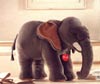 Elefante Ali