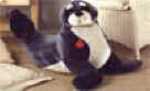 Foca Frida